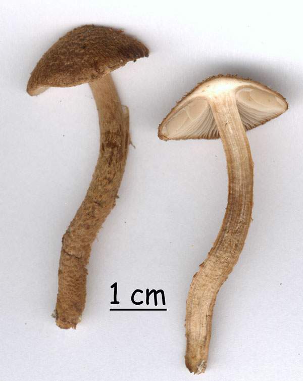 Inocybe lanuginosa